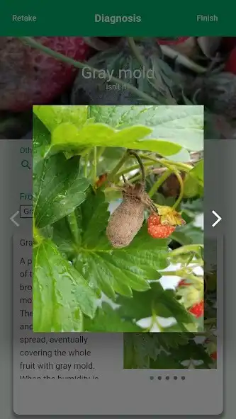 Play SCIBAI, Diag.  SNS for veggie as an online game SCIBAI, Diag.  SNS for veggie with UptoPlay