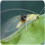 Free play online Scientific Dictionary Animals APK