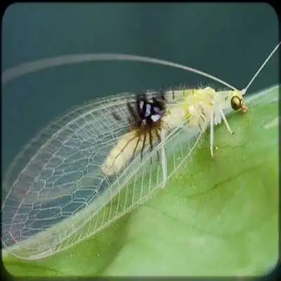 Play Scientific Dictionary Animals Play Scientific Dictionary Animals