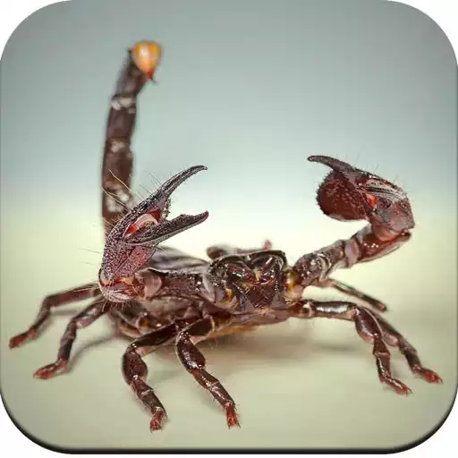 Free play online Scorpion Wallpaper APK Free play online Scorpion Wallpaper APK