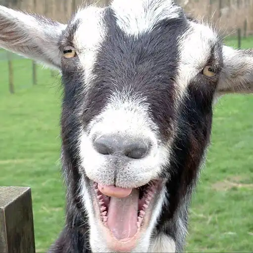 Play Screaming goat ringtone APK