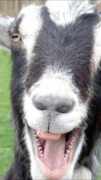 Play Screaming goat ringtone  and enjoy Screaming goat ringtone with UptoPlay