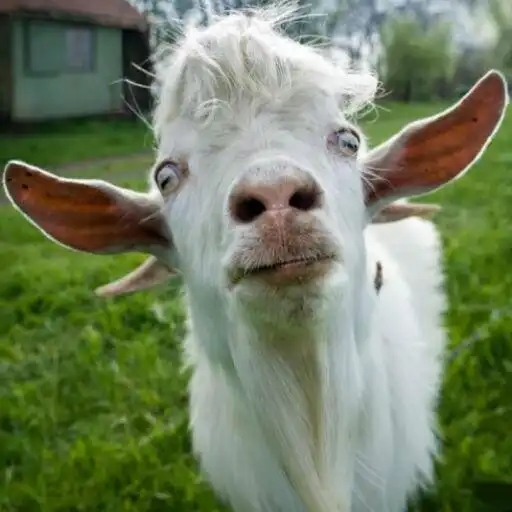 Play Scream of an insane goat APK Play Scream of an insane goat APK