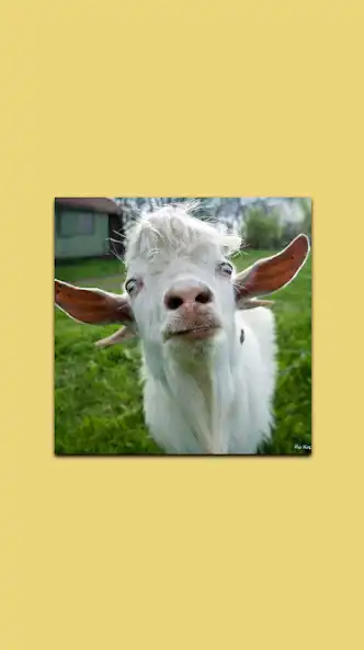Play Scream of an insane goat  and enjoy Scream of an insane goat with UptoPlay
