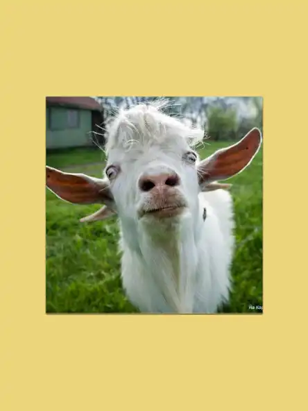 Play Scream of an insane goat as an online game Scream of an insane goat with UptoPlay