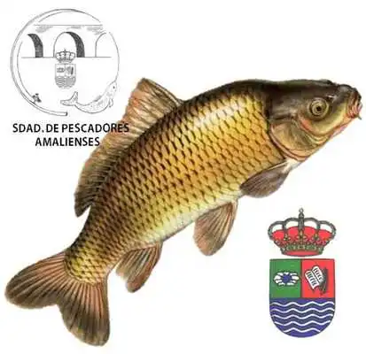 Play SDAD. PESCADORES AMALIENSES