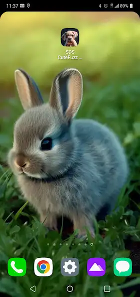 Play SDS Cute Fuzz Wallpapers  and enjoy SDS Cute Fuzz Wallpapers with UptoPlay