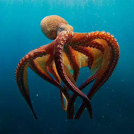 Play Sea Animals Documentary APK