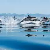 Free play online Sea Animals Puzzles Games APK Free play online Sea Animals Puzzles Games APK