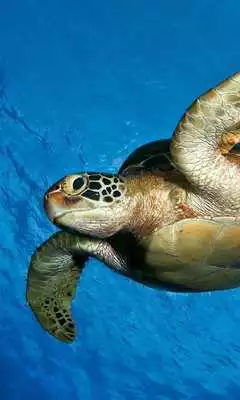 Play Sea Animals Puzzles Games