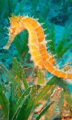 Play Sea Animals Puzzles Games