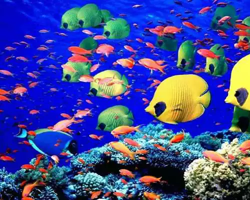 Play Sea Animals Puzzles Games