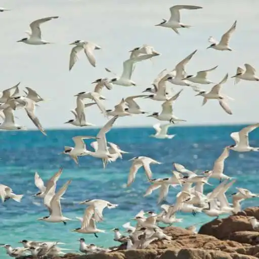 Play Sea Birds Wallpaper APK