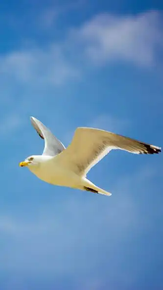 Play Sea Birds Wallpaper and enjoy Sea Birds Wallpaper with UptoPlay Play Sea Birds Wallpaper and enjoy Sea Birds Wallpaper with UptoPlay