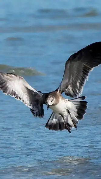 Play Sea Birds Wallpaper as an online game online Sea Birds Wallpaper with UptoPlay Play Sea Birds Wallpaper as an online game Sea Birds Wallpaper with UptoPlay