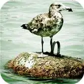 Free play online Seagull. Birds Wallpapers APK