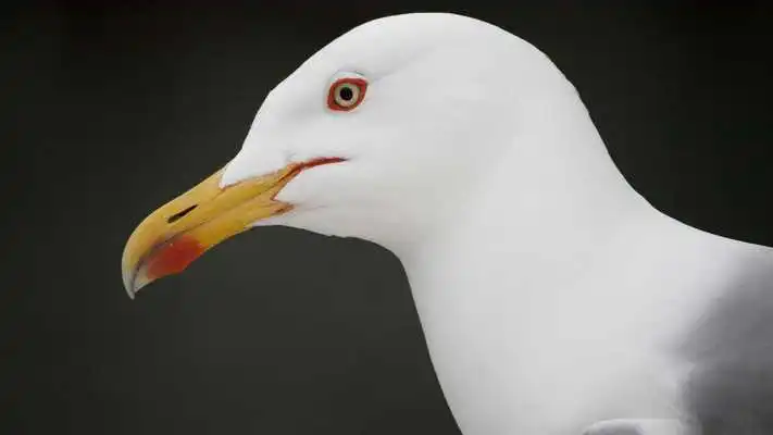 Play Seagull. Birds Wallpapers Play Seagull. Birds Wallpapers