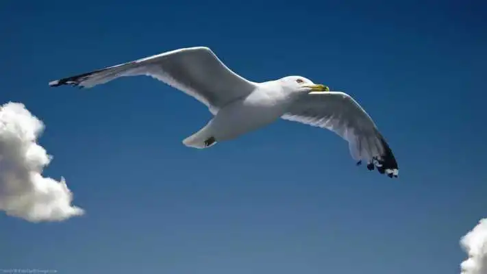 Play Seagull. Birds Wallpapers Play Seagull. Birds Wallpapers