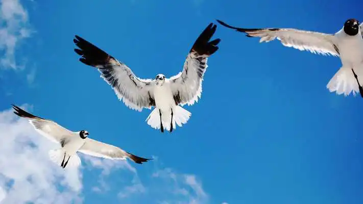 Play Seagull. Birds Wallpapers Play Seagull. Birds Wallpapers