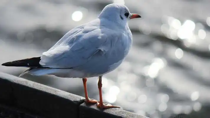 Play Seagull. Birds Wallpapers Play Seagull. Birds Wallpapers