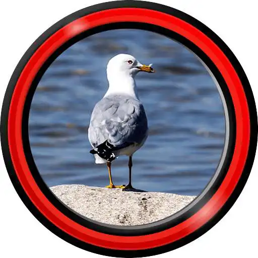Free play online Seagull Live Wallpapers APK Free play online Seagull Live Wallpapers APK