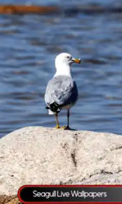 Play Seagull Live Wallpapers