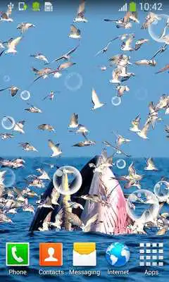 Play Seagull Live Wallpapers