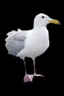 Play Seagull  and enjoy Seagull with UptoPlay
