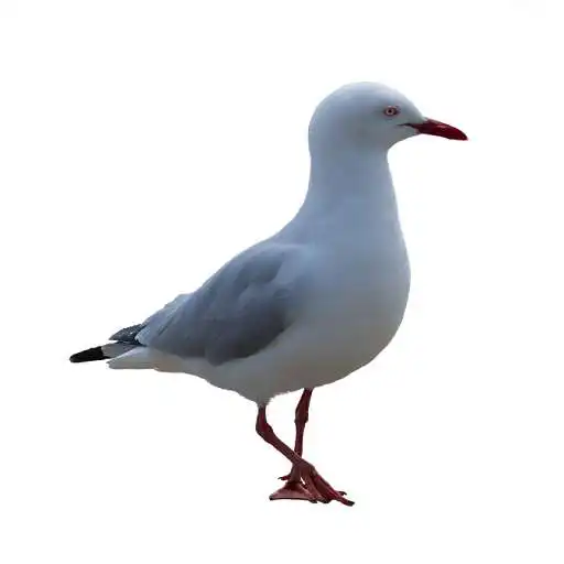 Play Seagull Sound APK Play Seagull Sound APK