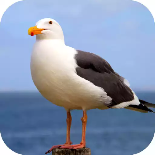 Play Seagull Sounds APK