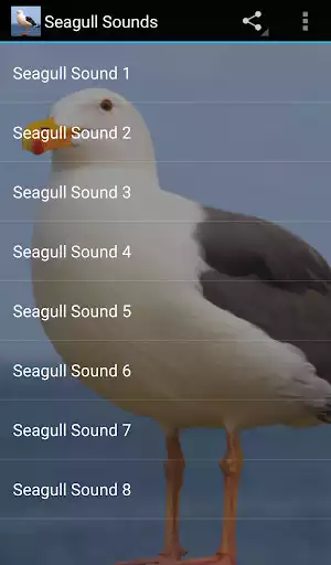 Play Seagull sounds