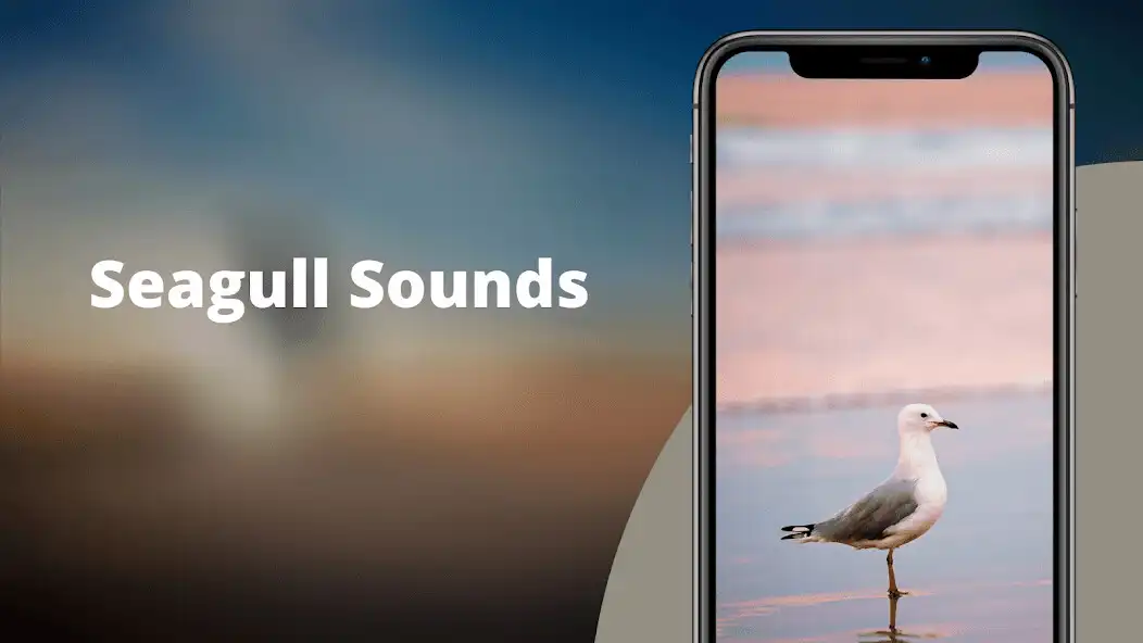 Play Seagulls Sounds  and enjoy Seagulls Sounds with UptoPlay