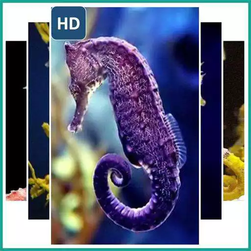 Play Seahorse Wallpaper APK