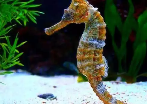 Play Seahorse Wallpaper as an online game Seahorse Wallpaper with UptoPlay