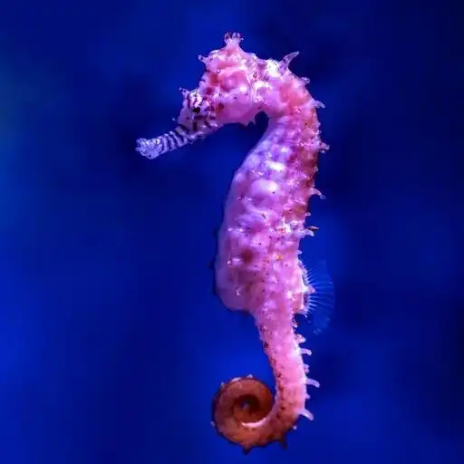 Play Sea Horse Wallpapers HD APK Play Sea Horse Wallpapers HD APK