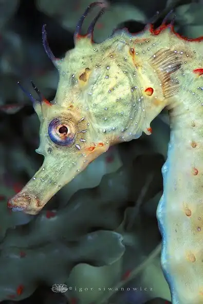 Play Sea Horse Wallpapers HD  and enjoy Sea Horse Wallpapers HD with UptoPlay