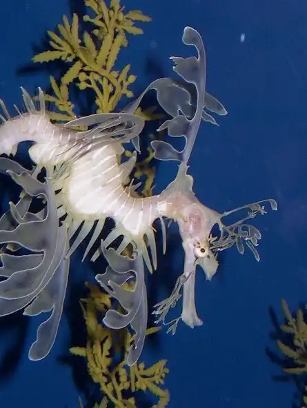Play Sea Horse Wallpapers HD as an online game Sea Horse Wallpapers HD with UptoPlay