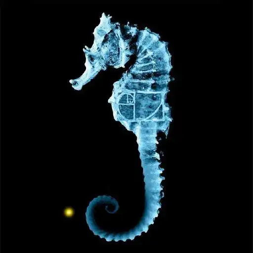 Free play online Seahorse Wallpapers APK
