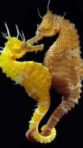 Play Seahorse Wallpapers Play Seahorse Wallpapers
