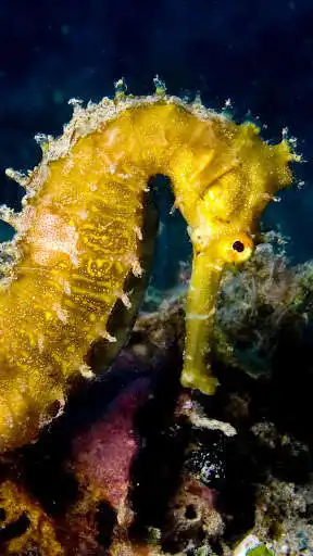 Play Seahorse Wallpapers Play Seahorse Wallpapers