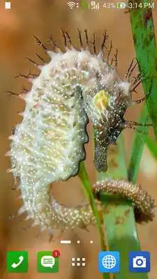 Play Seahorse Wallpapers Play Seahorse Wallpapers