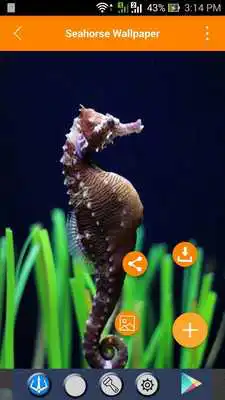 Play Seahorse Wallpapers Play Seahorse Wallpapers