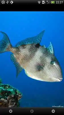 Play Sealife Tracker