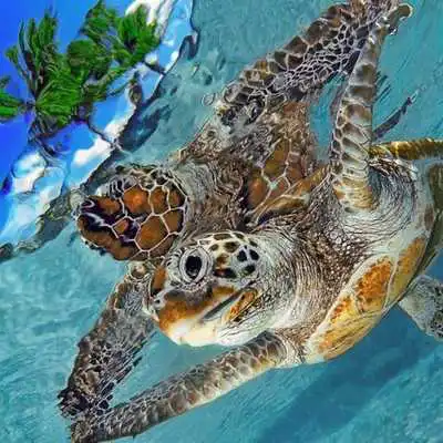 Play Sea Life Water Touch