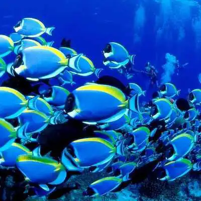 Play Sea Life Water Touch