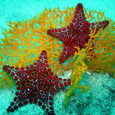 Play Sea Life Water Touch