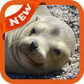 Free play online Sea Lion Wallpaper APK Free play online Sea Lion Wallpaper APK