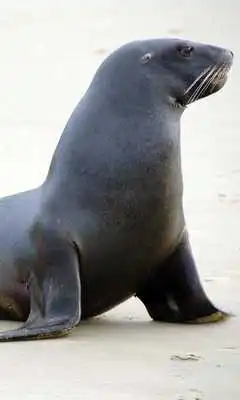 Play Sea Lion Wallpaper