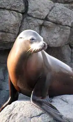 Play Sea Lion Wallpaper