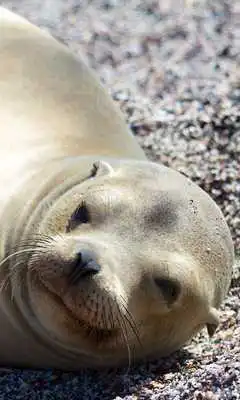 Play Sea Lion Wallpaper